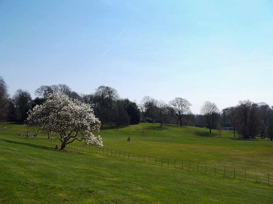 A scenic view of Hampstead Heath in spring, featuring a gently sloping, well-maintained grassy landscape with a solitary tree in full bloom, displaying numerous white blossoms. In the background, ther