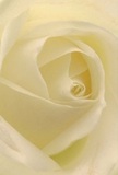 Drawn into the intimate heart of a creamy white rose, this close-up invites you to become one with its spiraling petals-soft and almost translucent, as if gently kissed by Hampstead's morning dew. Every curl and contour radiates graceful confidence, each petal layered with purposeful care, embodying the skillful hands and thoughtful artistry of a local florist. Gentle shadows weave through the ivory, adding dimension and an aura of quiet, almost sacred, serenity. The bloom feels drenched in peace, reminiscent of early strolls through Hampstead's hidden lanes or the stillness found in nearby gardens. It's a rose that tells a story of reverence-perfect for expressing sympathy, respect, or marking life's new beginnings in this cherished community. The vague sweetness of its fragrance seems to linger, promising solace and clarity. This image captures not merely the surface beauty of the flower, but also the emotional sincerity behind the choice: a testament to the artistry and understanding found in creating memorable moments for Hampstead families and friends.